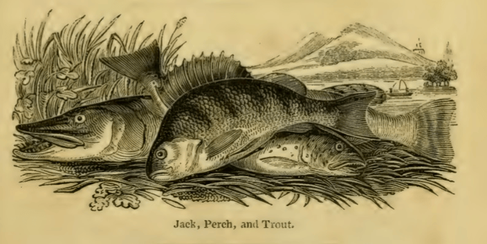 Jack, Perch and Trout shown on a shore.